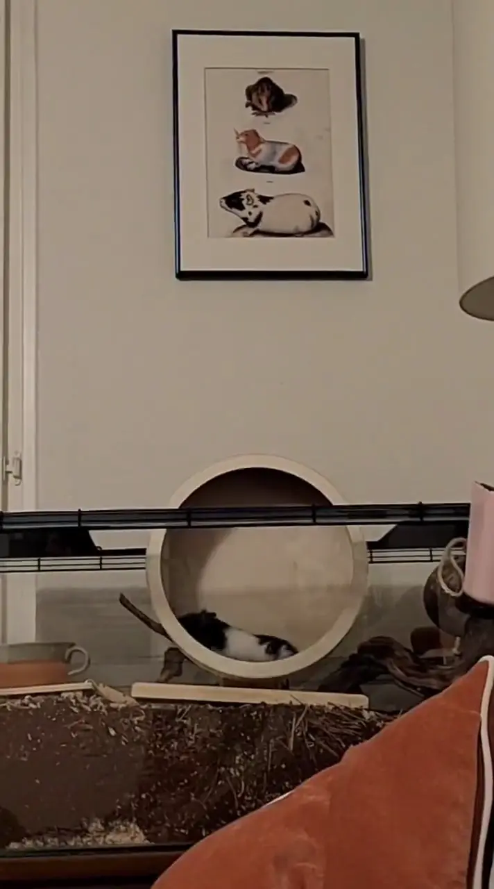 Video vom 11. April 2025