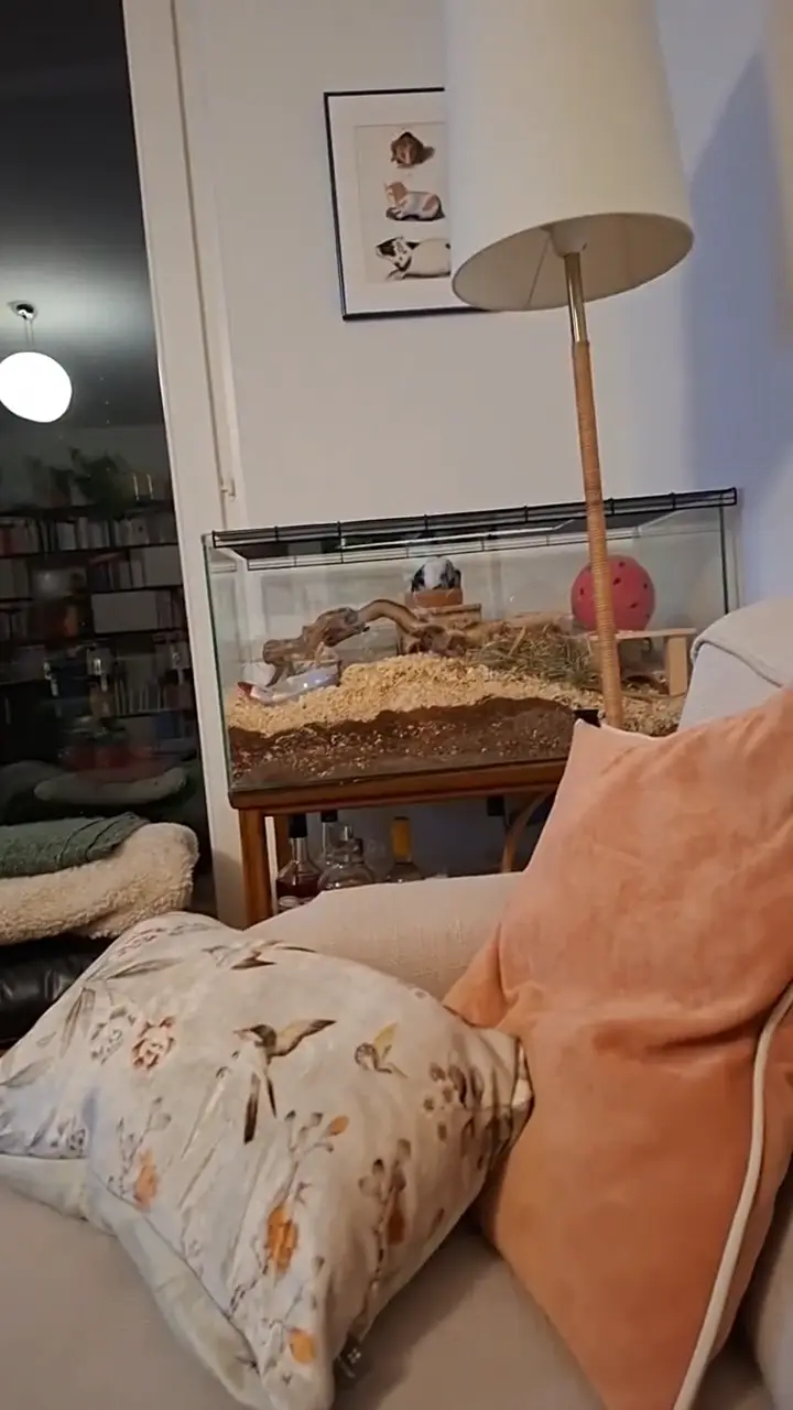 Video vom 17. Dezember 2025